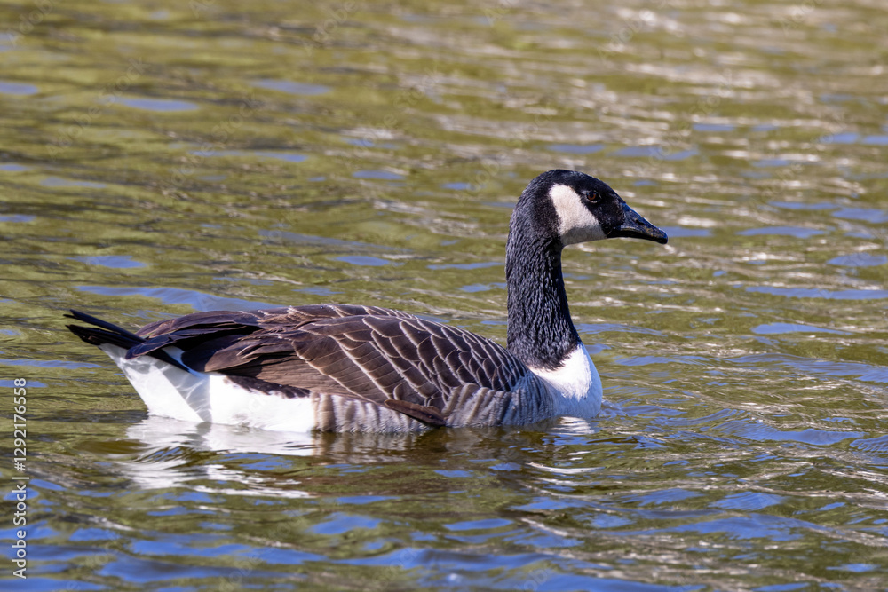 Canada Goose (Branta canadensis), commonly found in North America’s wetlands, lakes, and grassy fields. Canada Goose (Branta canadensis), commonly found in North America’s wetlands, lakes, and grassy fields.