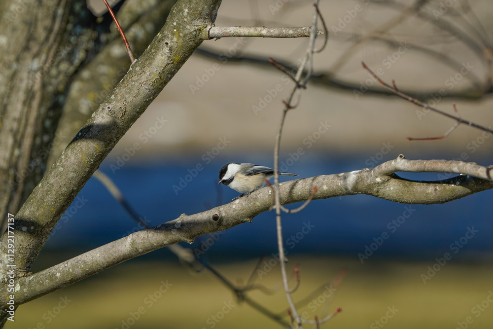 Dark eyed junco bird sitting on a tree branch. Dark eyed junco bird sitting on a tree branch.