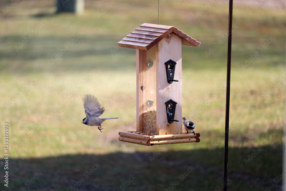 Naklejka premium Chickadee Flying