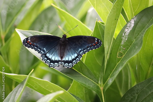 Red Spotted Purple Butterfly