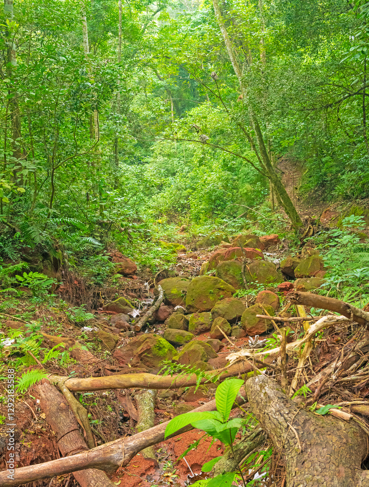 Deep in a Bolivian Highland Forest