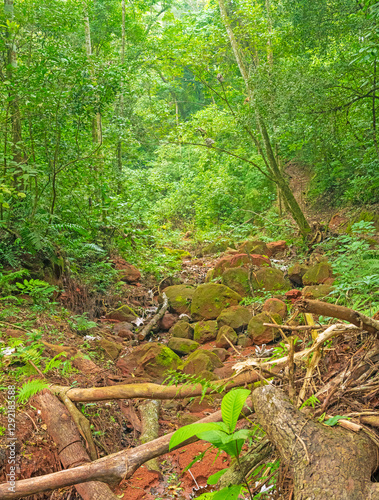 Obraz na płótnie Deep in a Bolivian Highland Forest w salonie