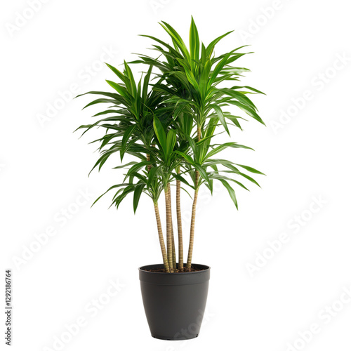 A Tall Potted Dracaena Plant with Slender Green Leaves Isolated on Transparent Background
