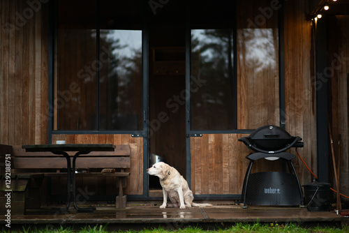 Photography Labrador dog sitting in doorway of cabin in woods
