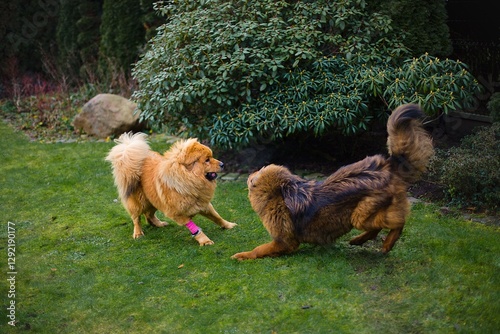 Photography Two playful Tibetan Mastiff dogs chasing each other in a vibrant garden