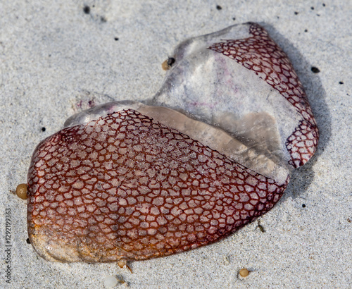 The remains of a Haeckel's jelly, (pseudorhiza haeckeli) on a beach in Esperance Western Australia photo
