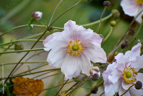 White and light pink anemones