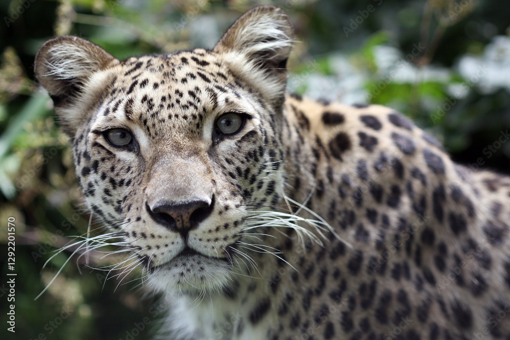 Fototapeta premium An African leopard looks at the camera