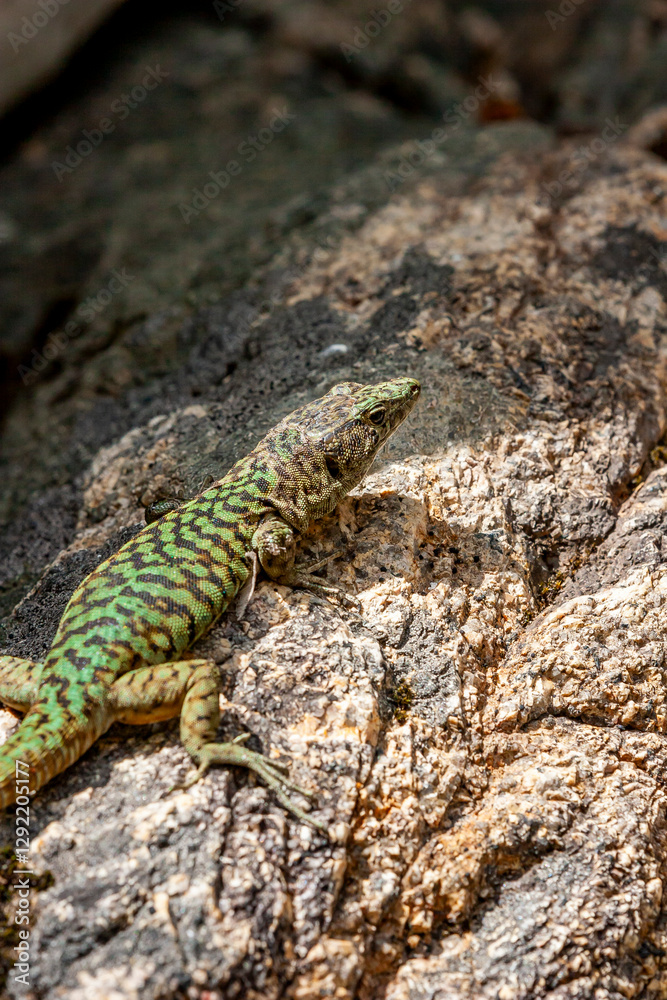 The Lizard of Bedriaga, mountain lizard, endemic to Corsica and Sardinia. Chaeolacerta bedriagae bedriagae in Aîtone forest, Corsica. The Lizard of Bedriaga, mountain lizard, endemic to Corsica and Sardinia. Chaeolacerta bedriagae bedriagae in Aîtone forest, Corsica.