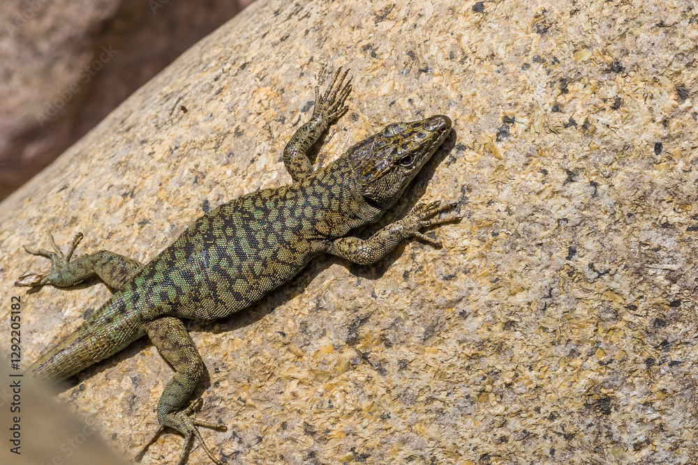 The Lizard of Bedriaga, mountain lizard, endemic to Corsica and Sardinia. Chaeolacerta bedriagae bedriagae in Aîtone forest, Corsica. The Lizard of Bedriaga, mountain lizard, endemic to Corsica and Sardinia. Chaeolacerta bedriagae bedriagae in Aîtone forest, Corsica.