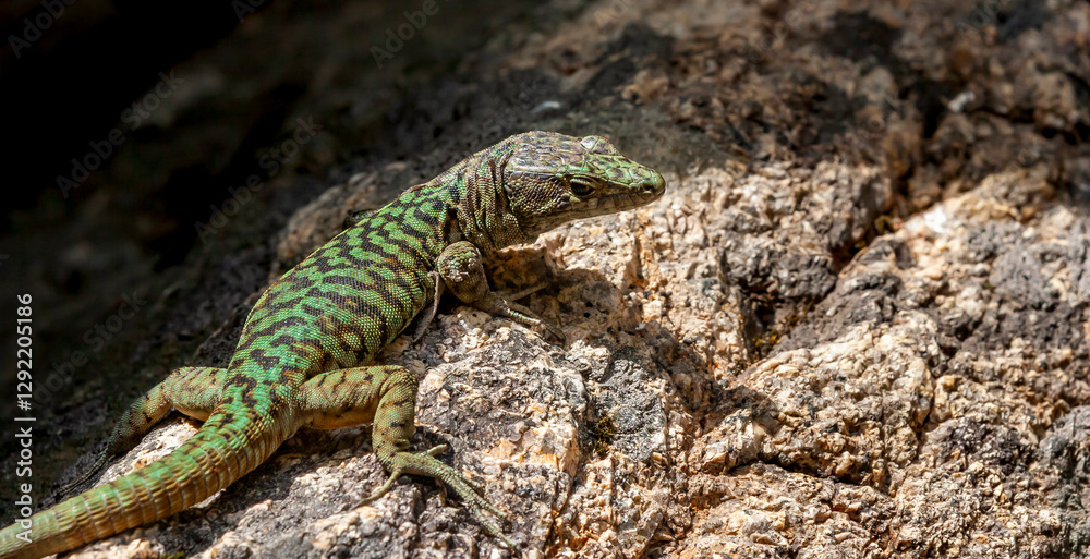 The Lizard of Bedriaga, mountain lizard, endemic to Corsica and Sardinia. Chaeolacerta bedriagae bedriagae in Aîtone forest, Corsica. The Lizard of Bedriaga, mountain lizard, endemic to Corsica and Sardinia. Chaeolacerta bedriagae bedriagae in Aîtone forest, Corsica.