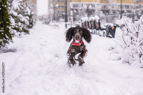 Photography Russian spaniel dog walking outside in winter, playing with me, coming into snowdrifts