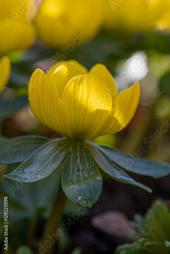 A blossom of a winter aconite (Eranthis hyemalis) in full bloom