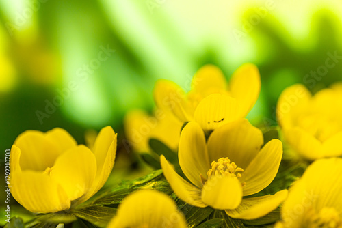 Blossoms of winter aconite (Eranthis hyemalis) start blooming