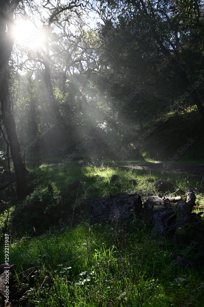 sun shining through the trees and morning mist on a spring morning in the mountains sun shining through the trees and morning mist on a spring morning in the mountains