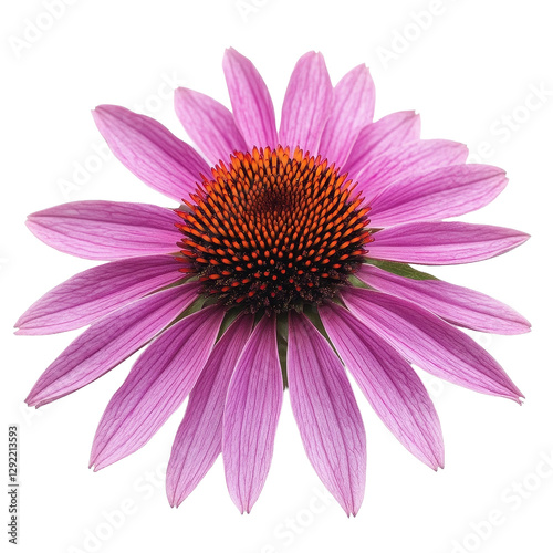 Medicinal echinacea flower displaying vibrant purple petals and striking center isolated on Transparent background, Medicinal echinacea flower on aisolated on PNG background