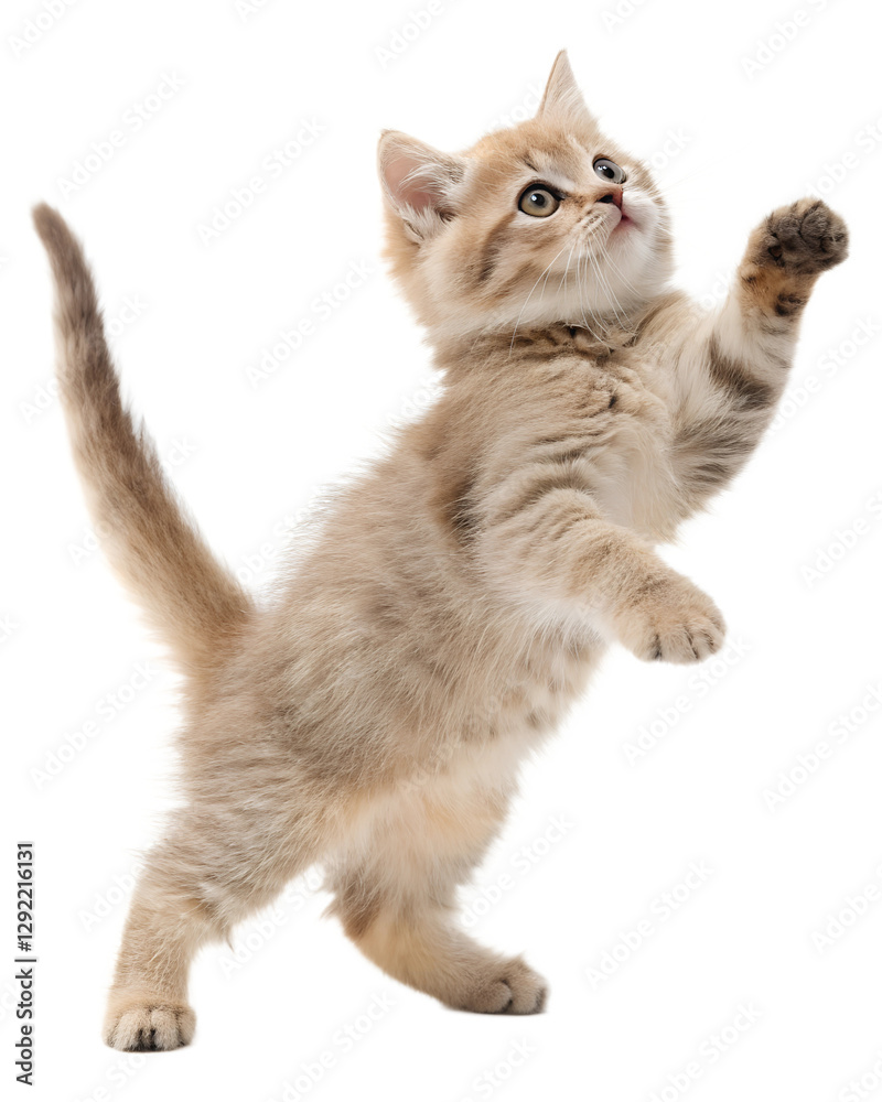 Red Tabby Kitten Jumping on Transparent Background Red Tabby Kitten Jumping on Transparent Background