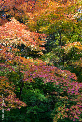 Colorful Japanese Maples trees (Acer Palmatum) in spring