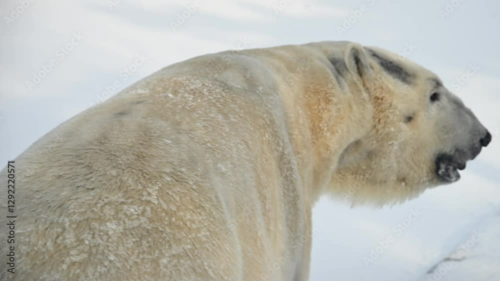 Polar bear explores fresh snow and ice in winter landscape after heavy snowfall near frozen lake