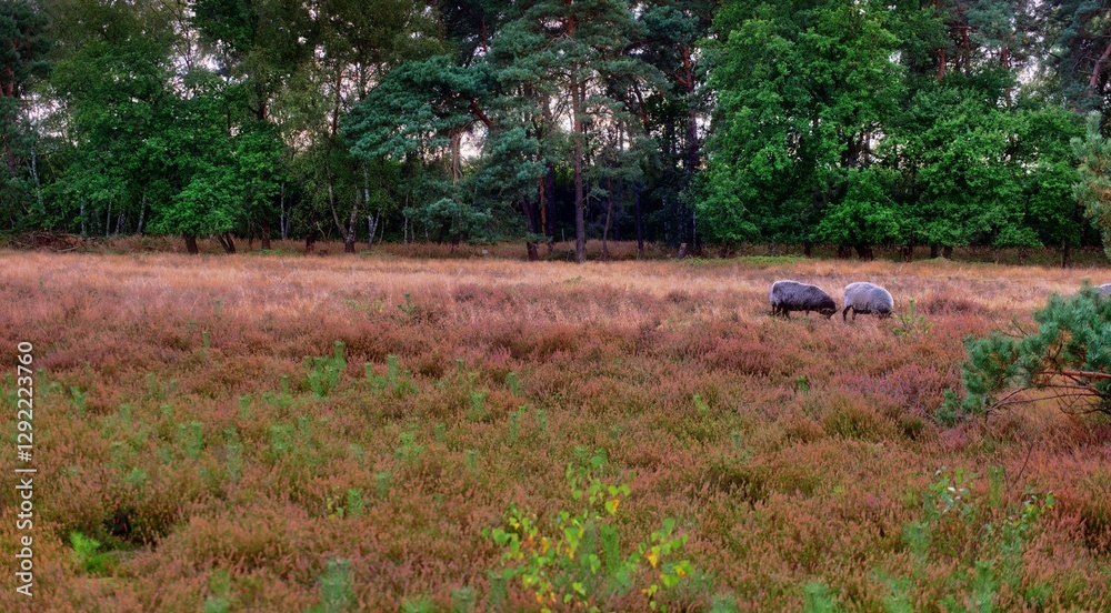 Wildly blooming calluna vulgaris, settled in a uncut, meadow, two lonely  sheeps on pasture,  in the background trees near Haltern Germany
