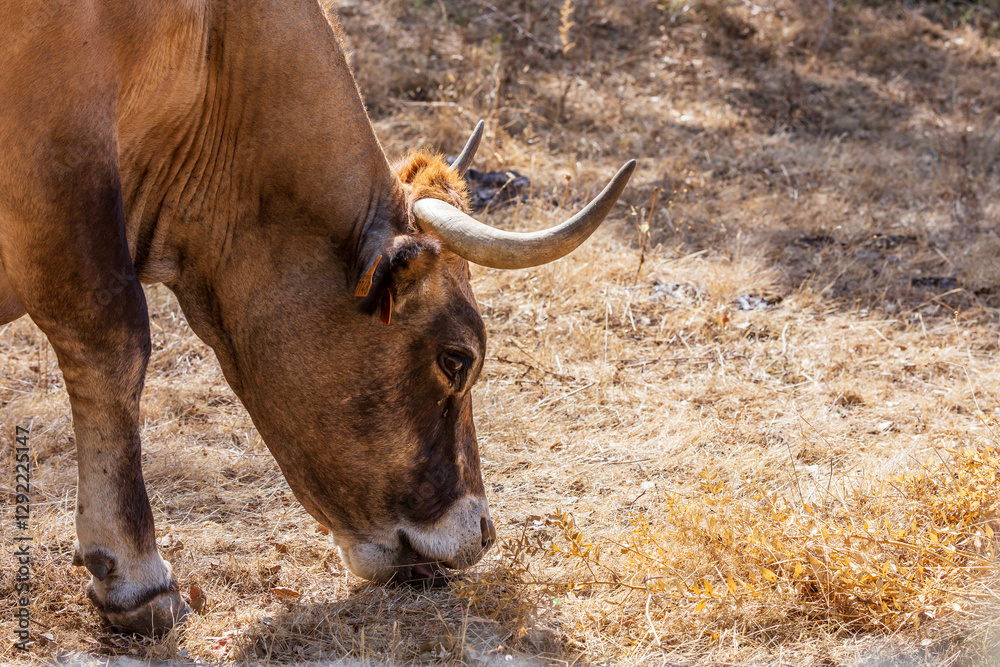 Corsicana is a French breed of cattle indigenous to the island of Corsica. Corsican cow in countryside, corsica island, france. Corsicana is a French breed of cattle indigenous to the island of Corsica. Corsican cow in countryside, corsica island, france.