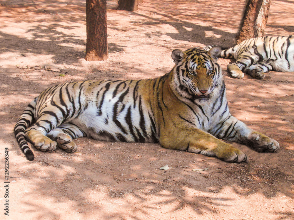 Obraz premium a beautiful big tiger is resting and walking around the zoo