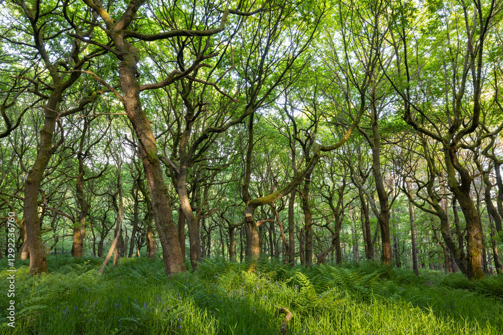 Enchanting Padley Gorge, Peak District National Park: Springtime Oak Woodland with Fresh Ferns, Bluebell Blooms, and Tranquil Nature Enchanting Padley Gorge, Peak District National Park: Springtime Oak Woodland with Fresh Ferns, Bluebell Blooms, and Tranquil Nature