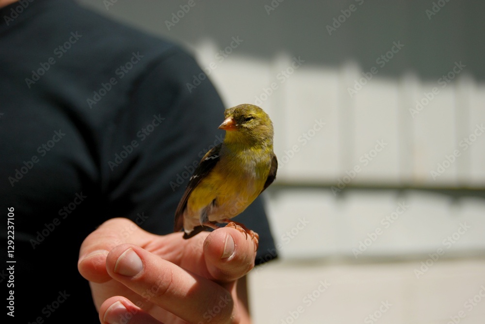 Obraz premium Yellow bird perched on finger.