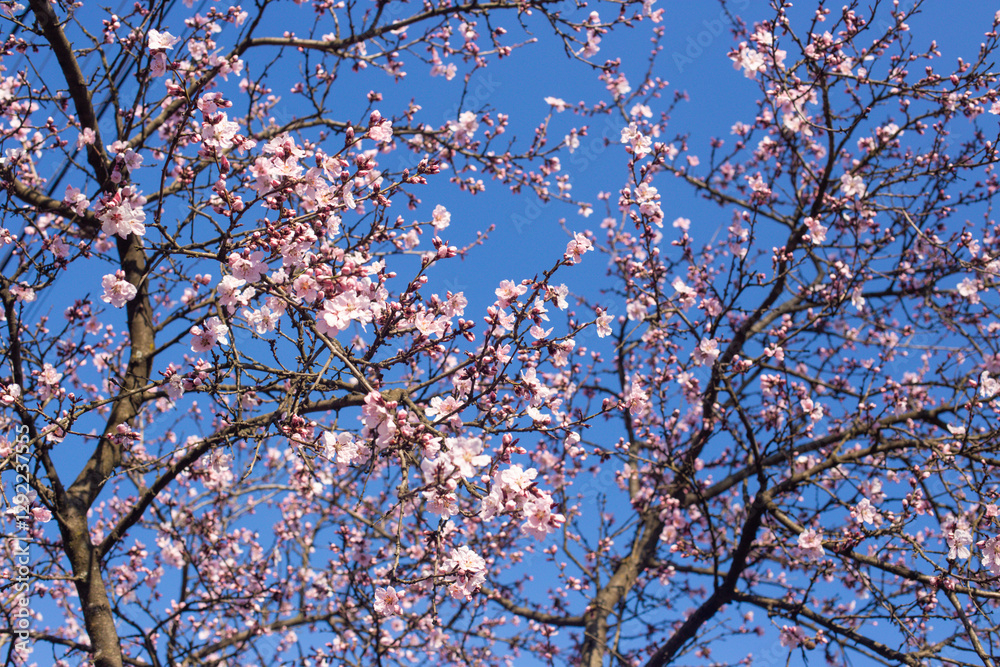 close-up of beautiful cherry blossoms in the garden close-up of beautiful cherry blossoms in the garden