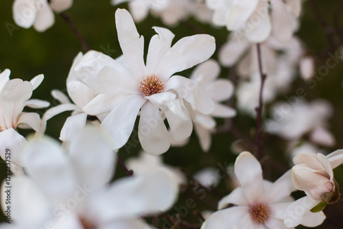 close-up of a beautiful Star magnolia flower in the garden