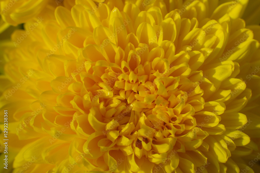 close up of a beautiful yellow chrysanthemum flower in the garden close up of a beautiful yellow chrysanthemum flower in the garden