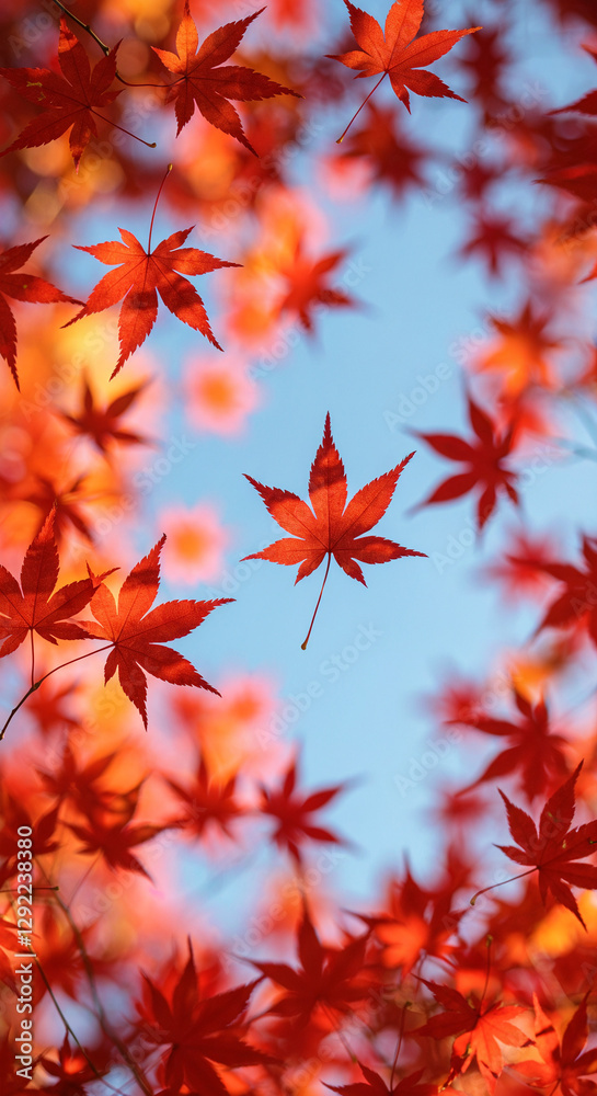 Beautiful arrangement of red Japanese maple leaves floating against a clear blue sky Beautiful arrangement of red Japanese maple leaves floating against a clear blue sky