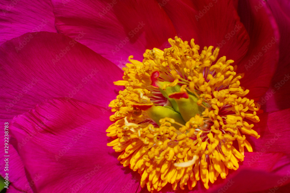 close up of a beautiful pink Paeonia suffruticosa flower in the garden close up of a beautiful pink Paeonia suffruticosa flower in the garden