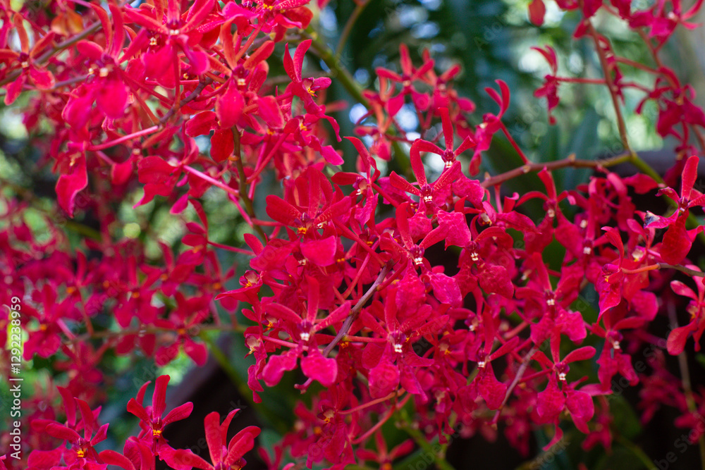 Fototapeta premium close up of beautiful Renanthera flowers in the garden