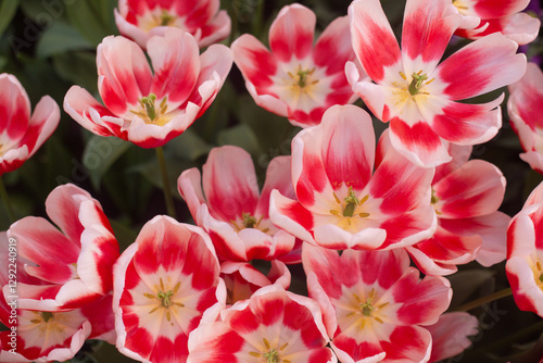 beautiful colorful tulip flowers are growing in the garden