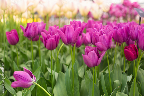 beautiful colorful tulip flowers are growing in the garden