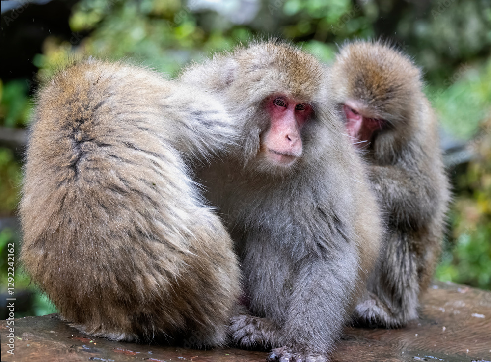 Trio of Snow Monkies grooming each other at Yudanaka, Japan on 8 October 2024 Trio of Snow Monkies grooming each other at Yudanaka, Japan on 8 October 2024
