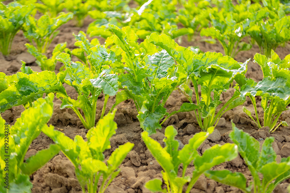Obraz premium Field of sugar beets, vital crop for sugar production, with lush green foliage stretching across landscape, growing in the field, ready for harvest, sugar production, agricultural rich farmland