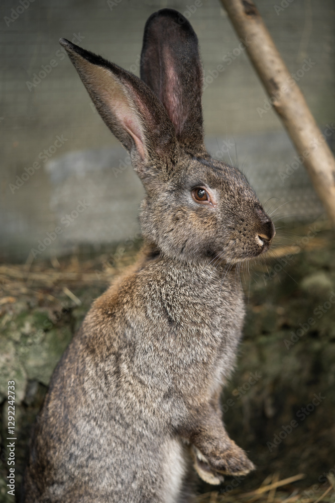 a beautiful grey domestic rabbit is grazing and walking in the enclosure outdoors a beautiful grey domestic rabbit is grazing and walking in the enclosure outdoors