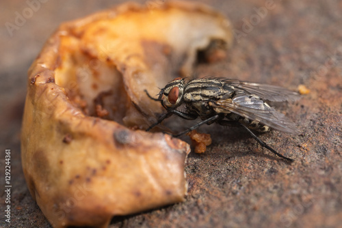 Housefly, close up macro shot of a fly