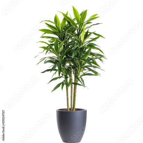 A Tall Potted Dracaena with Long Narrow Green Leaves Isolated on Transparent Background