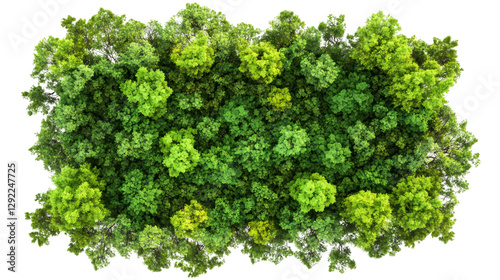 Top view of a dense forest canopy forming a lush green patch, isolated on a transparent background for design projects
