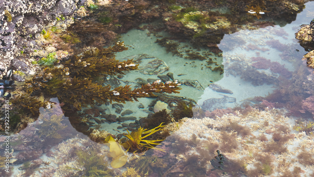 New zealand beach ocean water seaweed shells rocks beachcombing details