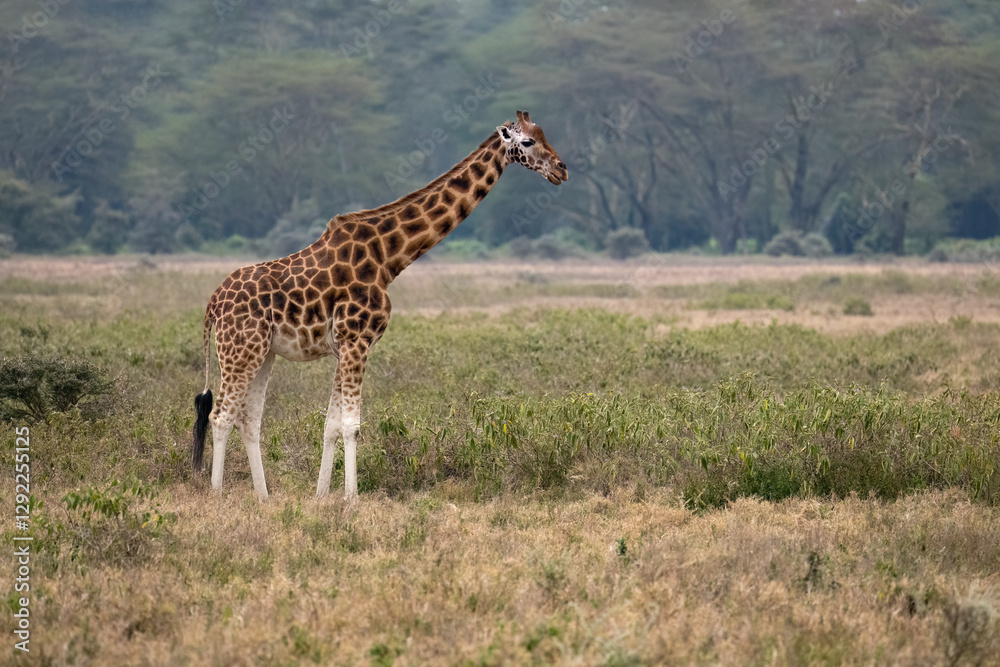 Obraz premium Rothschild’s Giraffe standing tall in the open grasslands, showcasing its patterned coat