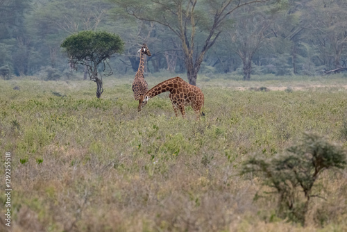 Obraz na płótnie Group of Rothschild’s Giraffes feeding and exploring in a scenic woodland landscape w salonie