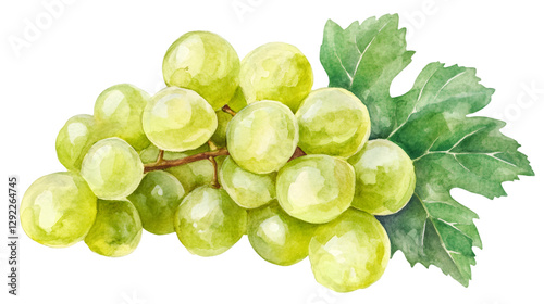 Watercolor painting featuring a cluster of ripe green grapes with leaves, isolated on a transparent background