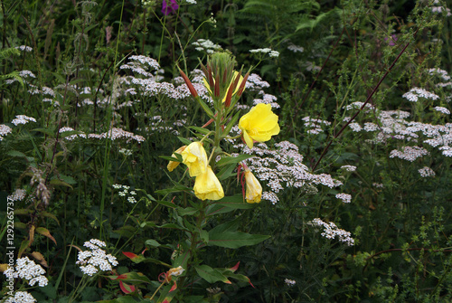 Close-up of enothera glazioviana plant, wild evening primrose, yellow flowers, green forests and mountains of Serra do Careón, Melide village, La Coruña, Galicia. Invasive and introduced species.  photo