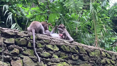 3 grey monkeys playing together in bali, indonesia