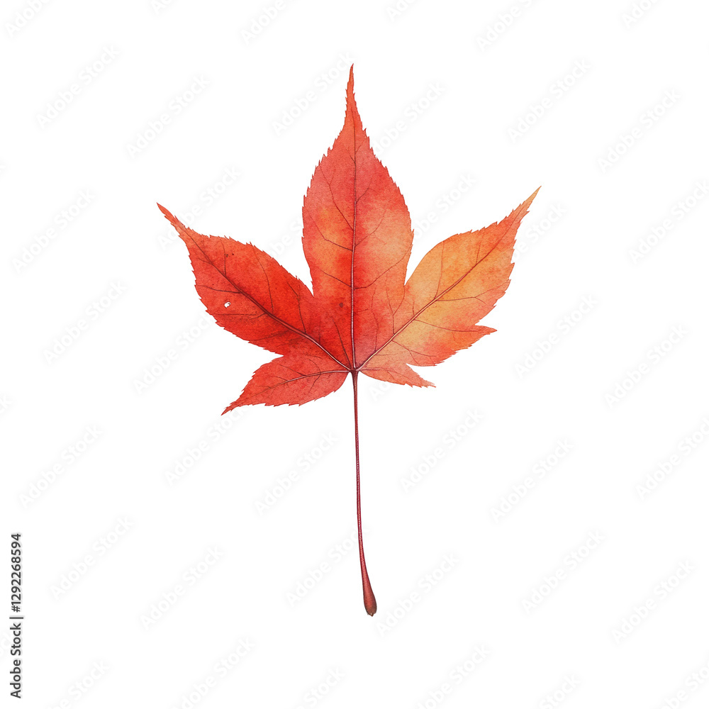 red autumn leaf, isolated on transparent background red autumn leaf, isolated on transparent background