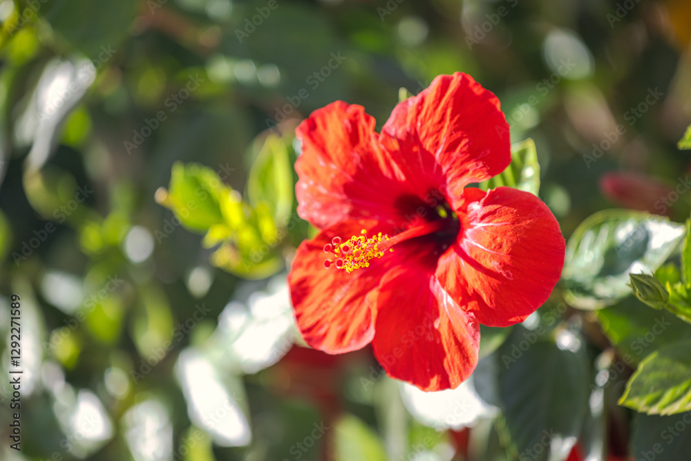 Vibrant red hibiscus flower in full bloom, showcasing its intricate details against a blurred green backdrop. Vibrant red hibiscus flower in full bloom, showcasing its intricate details against a blurred green backdrop.